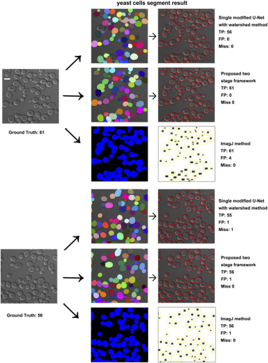 example_of_yeast_cells_segmentation.jpg